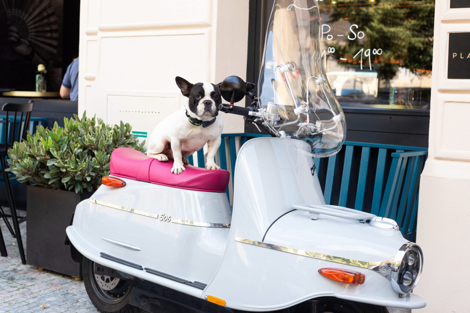 Hotelhund Anton vor dem Hotel Ploberger in Wels – hundefreundliches Hotel in Oberösterreich
