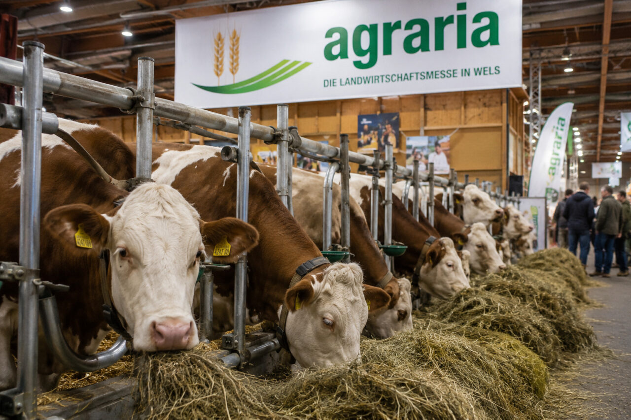 Milchkühe in den Stallungen der Agraria Wels, Österreichs führender Landwirtschaftsmesse in Wels.